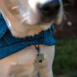 Harris Tweed Dog Jacket - Blue